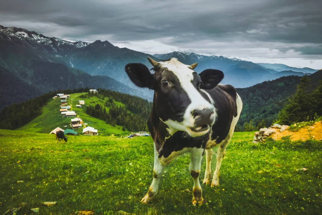 meona villa bungalov rize ardesen