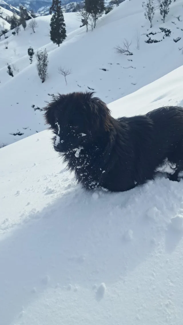 Minik ev sahibimiz. 🐾❄️🌨️🏡 @meonabungalov📍 Ardeşen - Rize✈️ Rize Havalimanına 15 dk.🏙️ Şehir Merkezine 4 km.👫🏻 2-3 Kişilik🍴 Mutfak / Airfryer🛁 Hidromasajlı Jakuzi🚗 Özel Otopark Alanı🍳 Kahvaltı Hizmeti🛜 Wifi - Netflix🏞️ Yatak Odasına Özel Seyir Terası🏔️ Kaçkar Dağları - Vadi ve Deniz Manzaralı☎️ Bilgi ve Rezervasyon 0(542) 150 18 53..#karadeniz #bungalov #ayderyaylası #çamlıhemşin #otel #karadenizbalayı #tinyhouse #huseryaylası #rize #trabzon #ayder #fırtına #jakuzi #hidromasaj #winter #snow